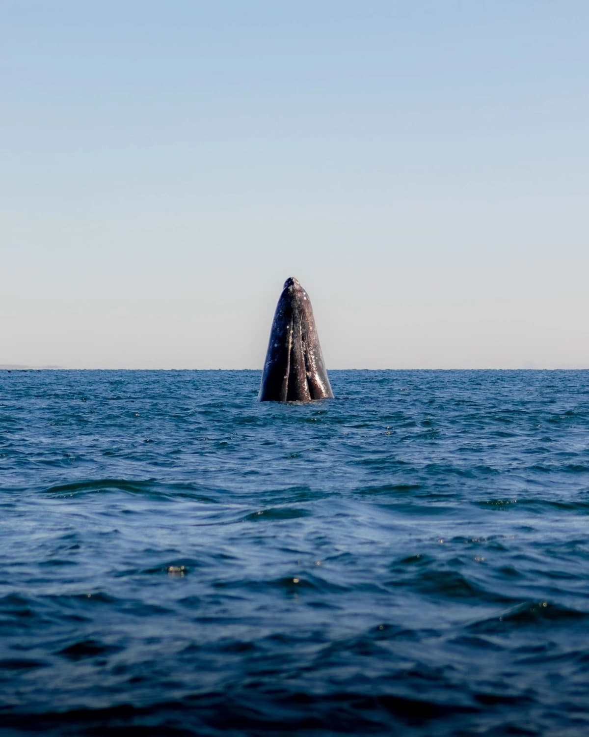 A gray whale spy-hopping, its head rising vertically out of the water with skin marked by barnacles, over a calm sea with a low coastline on the horizon