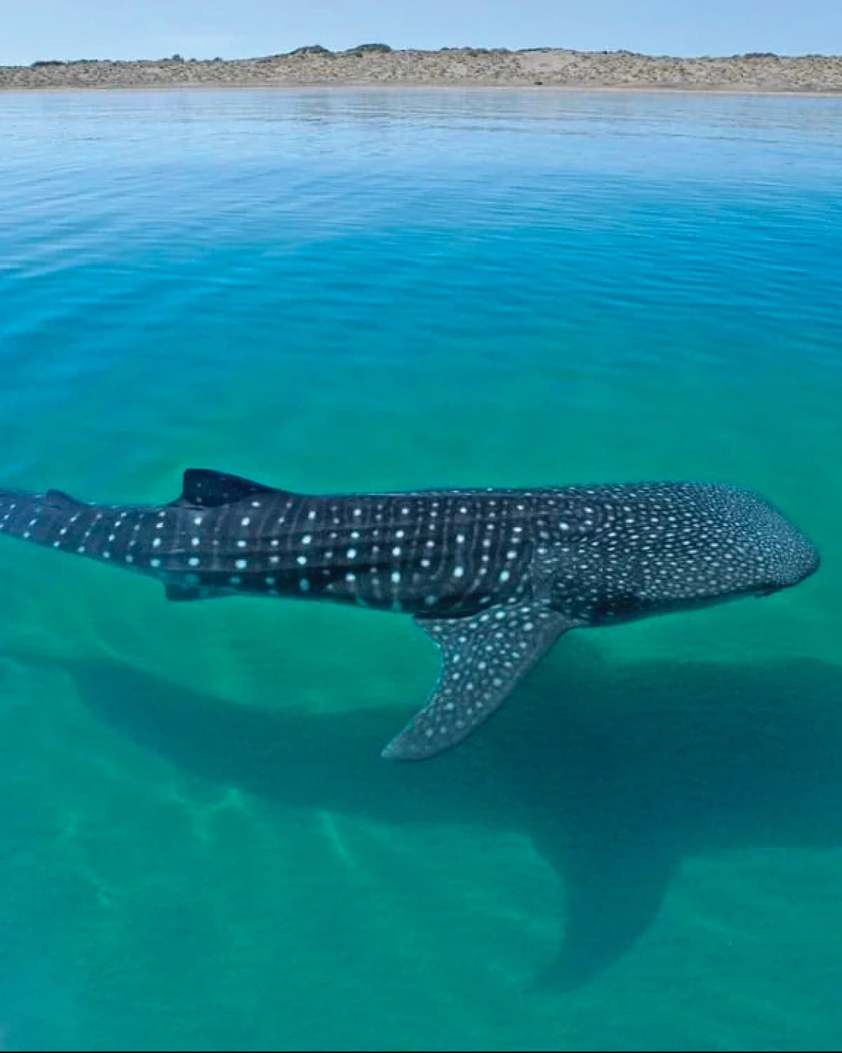 A whale shark swimming just below the surface, its white spots visible through the turquoise water, with a sandbar behind