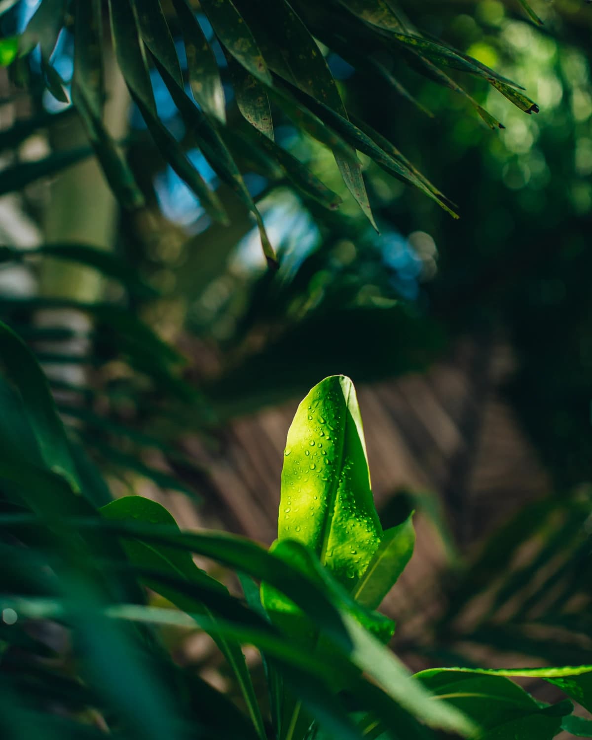Close-up of a still-furled green leaf, beaded with water, among the jungle foliage