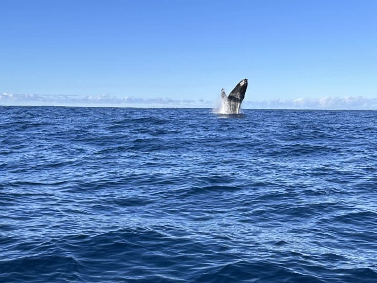 A humpback whale breaching in the Sea of Cortez